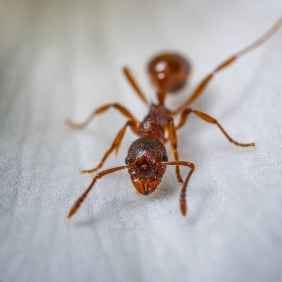 Field Ants, Pest Control in Greenford, UB6. Call Now! 020 8166 9746