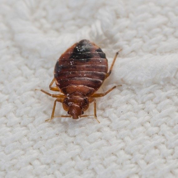 Bed Bugs, Pest Control in Greenford, UB6. Call Now! 020 8166 9746