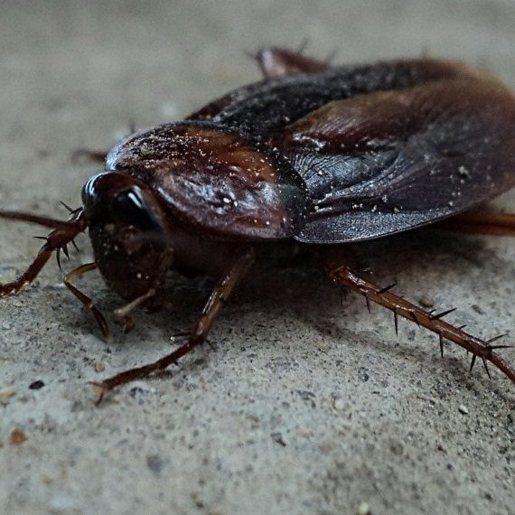 Cockroaches, Pest Control in Greenford, UB6. Call Now! 020 8166 9746