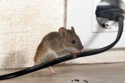 Pest Control in Greenford, UB6. Call Now! 020 8166 9746