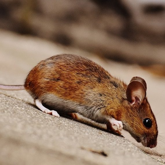 Mice, Pest Control in Greenford, UB6. Call Now! 020 8166 9746