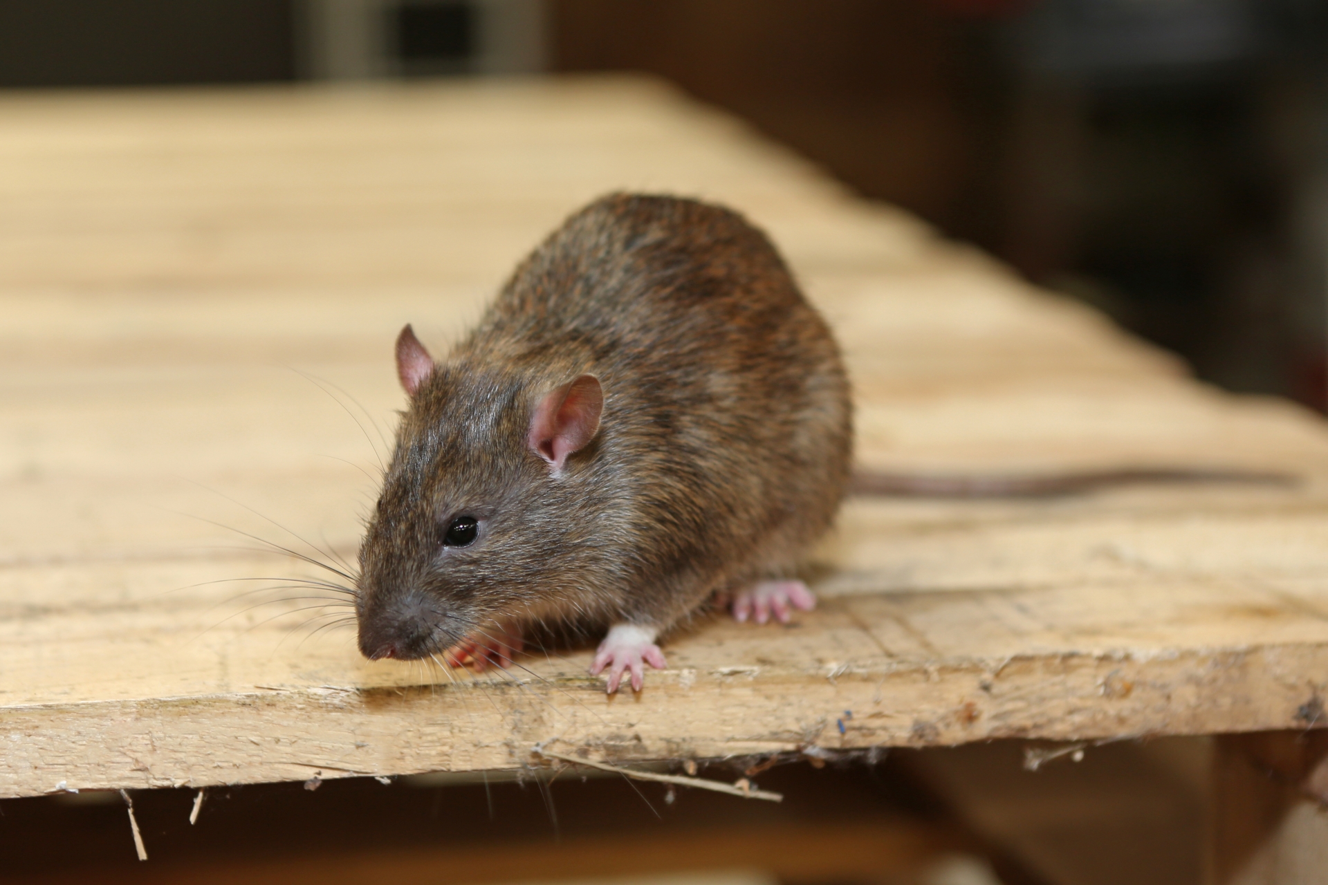 Rat Control, Pest Control in Greenford, UB6. Call Now 020 8166 9746