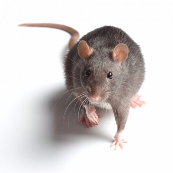 Rats, Pest Control in Greenford, UB6. Call Now! 020 8166 9746
