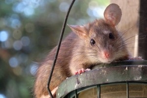 Rat extermination, Pest Control in Greenford, UB6. Call Now 020 8166 9746