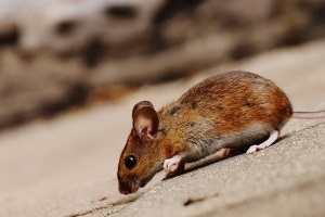 Mouse extermination, Pest Control in Greenford, UB6. Call Now 020 8166 9746