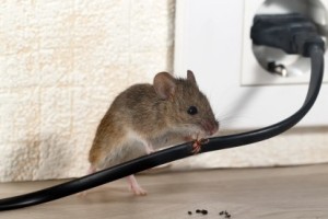 Mice Control, Pest Control in Greenford, UB6. Call Now 020 8166 9746