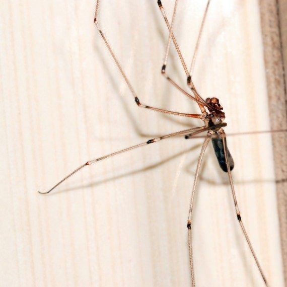 Spiders, Pest Control in Greenford, UB6. Call Now! 020 8166 9746
