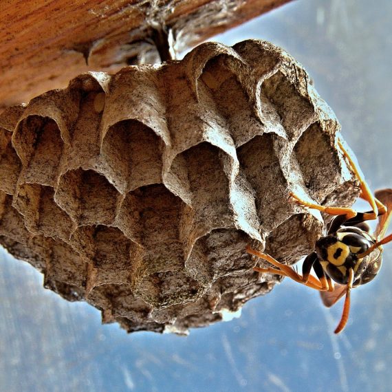 Wasps Nest, Pest Control in Greenford, UB6. Call Now! 020 8166 9746